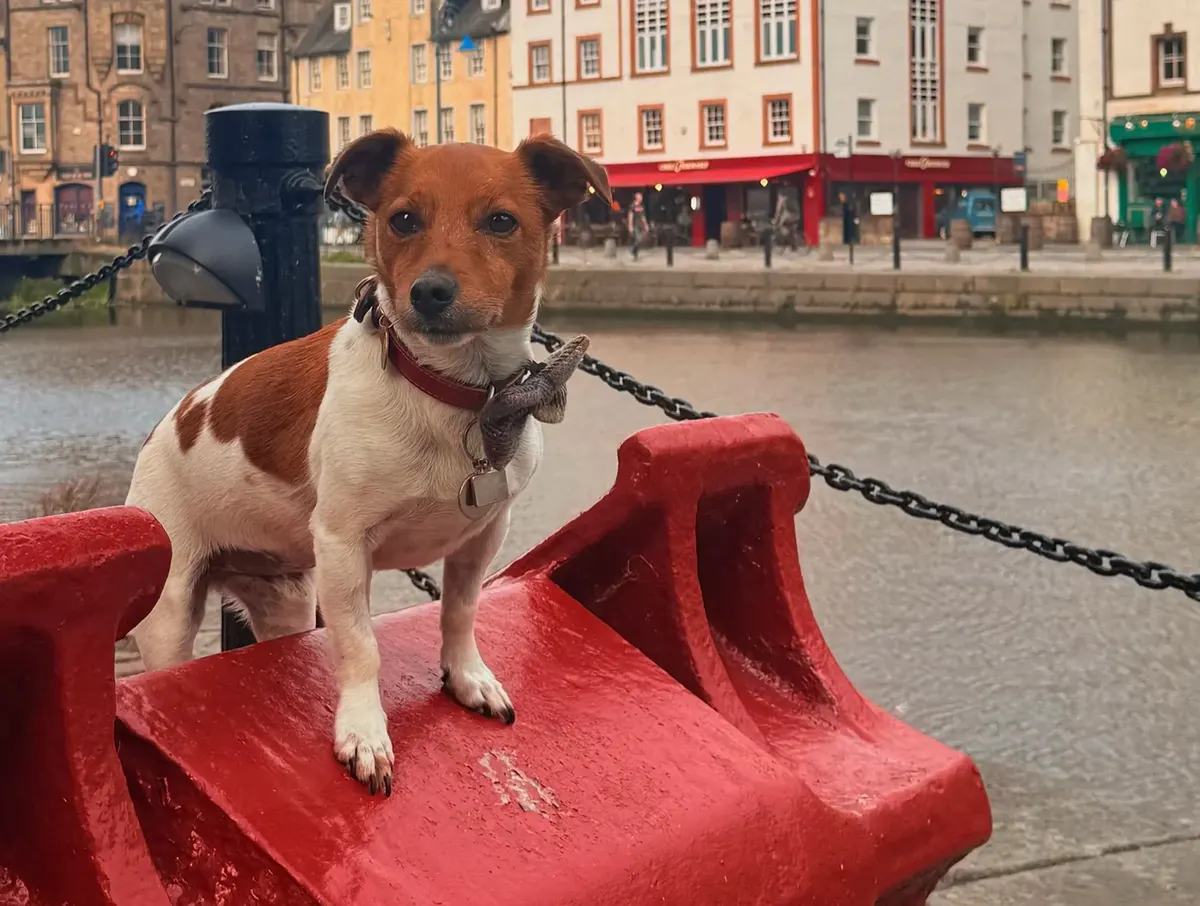A Jack Russell sitting on a red bollard on The Shore in Leith